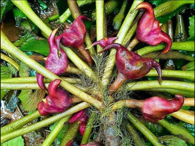 Ăn củ ấu sống và chín có gì khác nhau