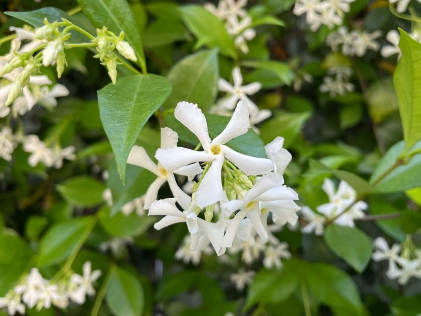 13 loại cây phát triển nhanh mà bạn có thể trồng trong vườn