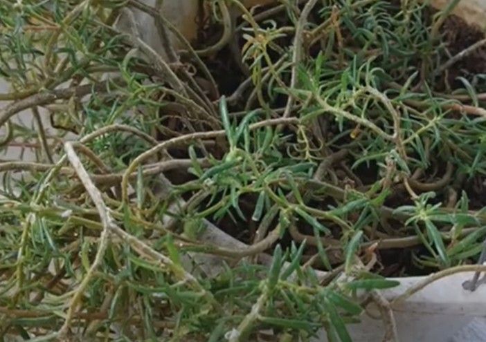Bí quyết chăm sóc hoa mười giờ