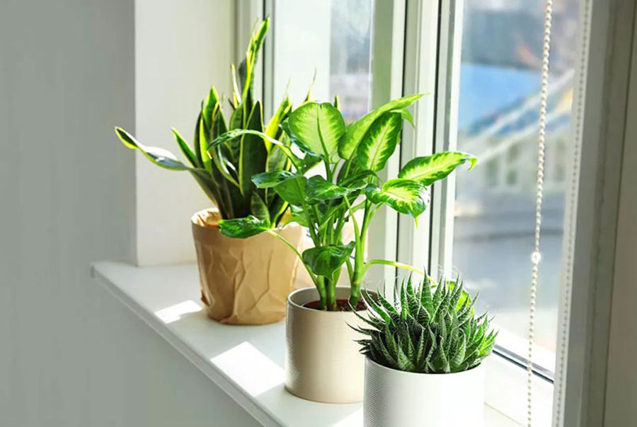 6 mẹo tối ưu vẻ đẹp cây cảnh trong chậu